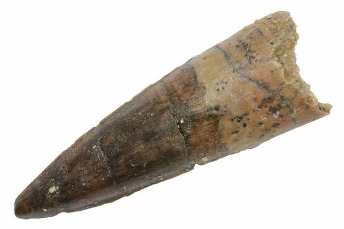 Fossil Spinosaurus Tooth - Real Dinosaur Tooth #225526